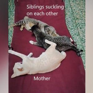 Sibling suckling