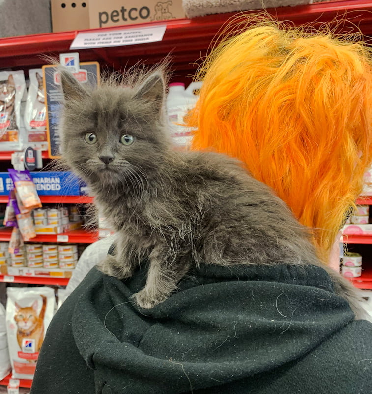Sweet grey cat on shoulders on woman with dyed ginger hair in a store