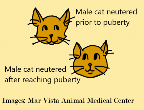 The effect of neutering male cats on their appearance