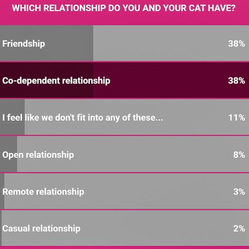 What sort of relationship do you have with your cat?