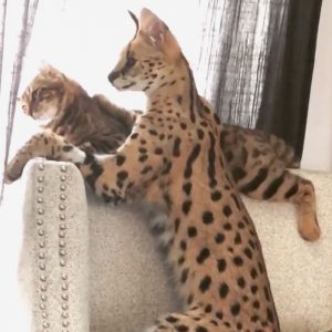 Serval grooms a Savannah cat x American Curl hybrid