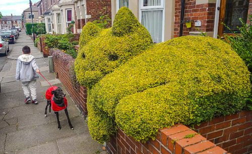 The real topiary cat in South Shields