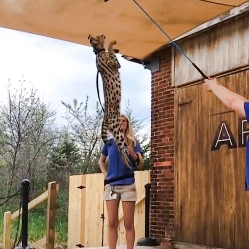African serval jumps about 9 feet from static start