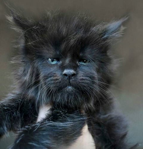 Another majestic Maine Coon kitten