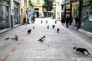Community cats of Cyprus