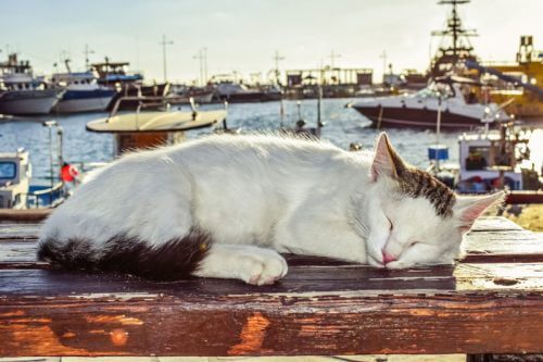 Community cat of Cyprus