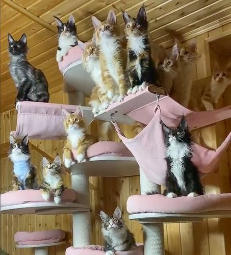 Dozens of Maine coon kittens move their heads in sync as they track object