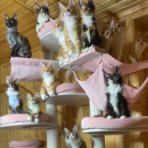 Dozens of Maine coon kittens move their heads in sync as they track object