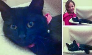 Dundee mum was concerned that she was losing her cats to a neighbour who was feeding them