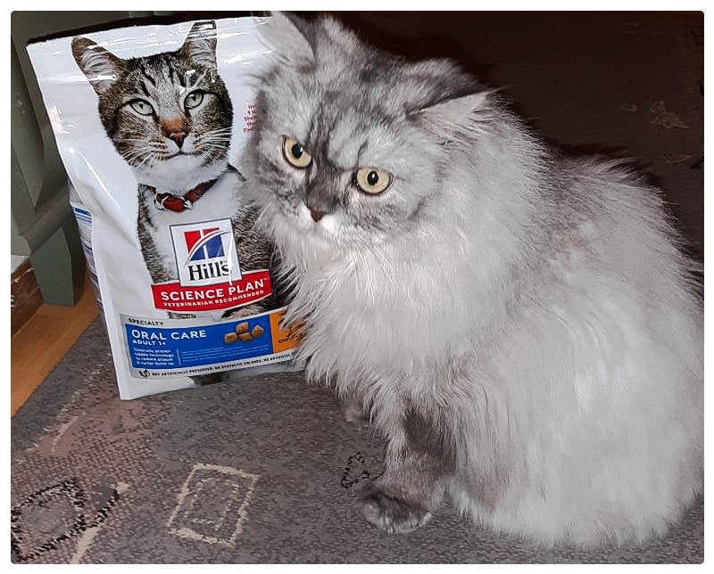 Persian cat likes Hills Oral Care