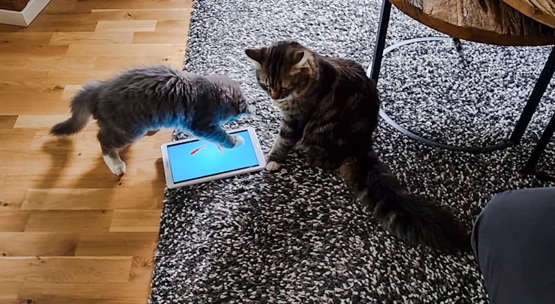 Kitten playing a cat game on a tablet computer