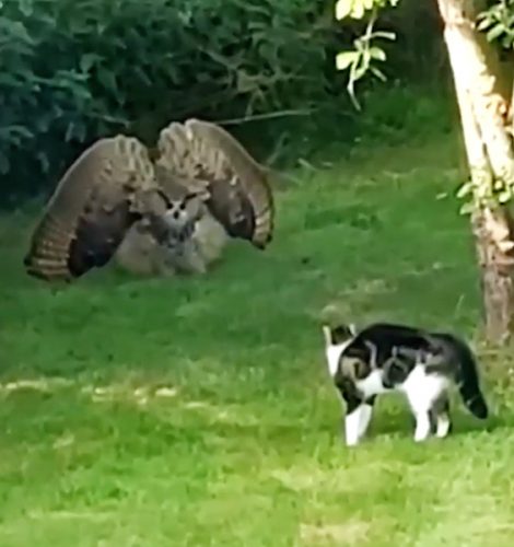Owl defends itself against the presence of a domestic cat by making itself much larger. The cat response in kind.