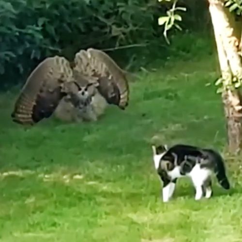 Owl defends itself against the presence of a domestic cat by making itself much larger. The cat response in kind.