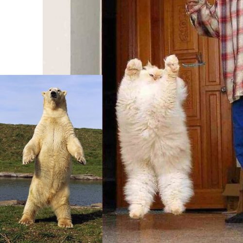 Picture of a jumping Persian looking like a bear