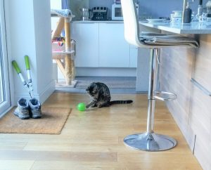Picture of a tabby cat using an interactive cat feeder
