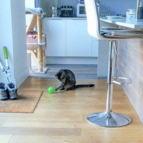 Picture of a tabby cat using an interactive cat feeder