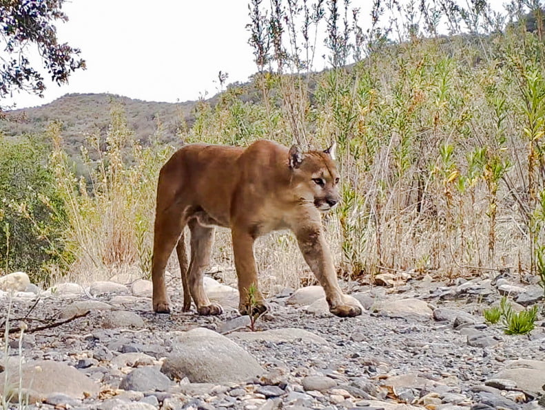 Scar the 5-year-old puma mysteriously shot in Santa Ana Mountains