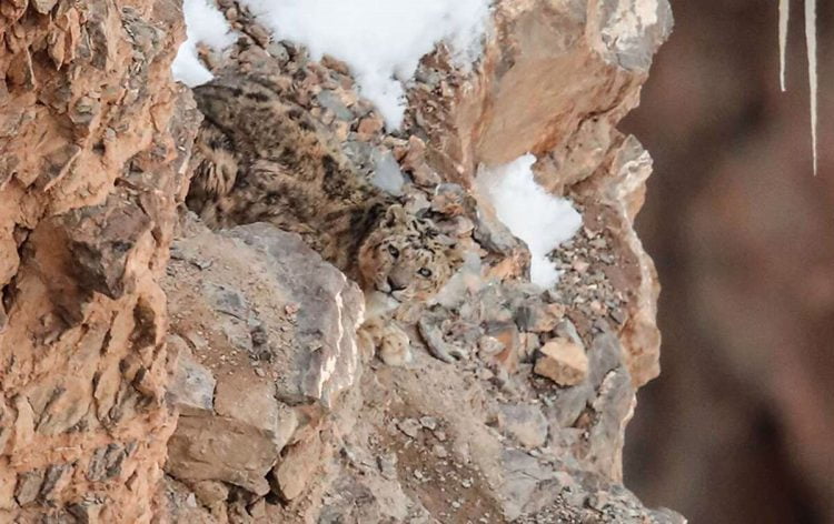 Snow leopard on mountain is hard to see2