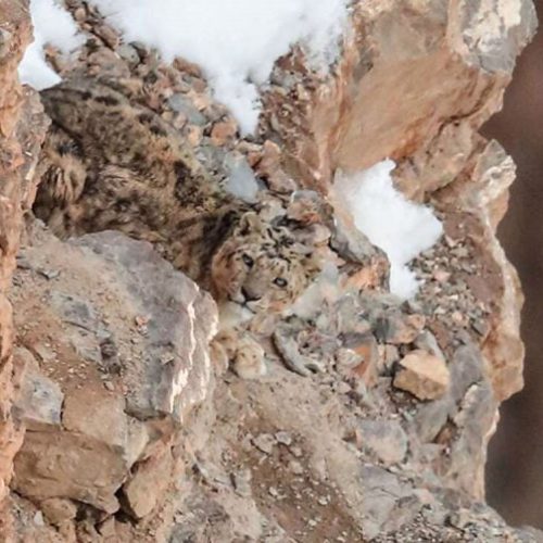 Snow leopard on mountain is hard to see2