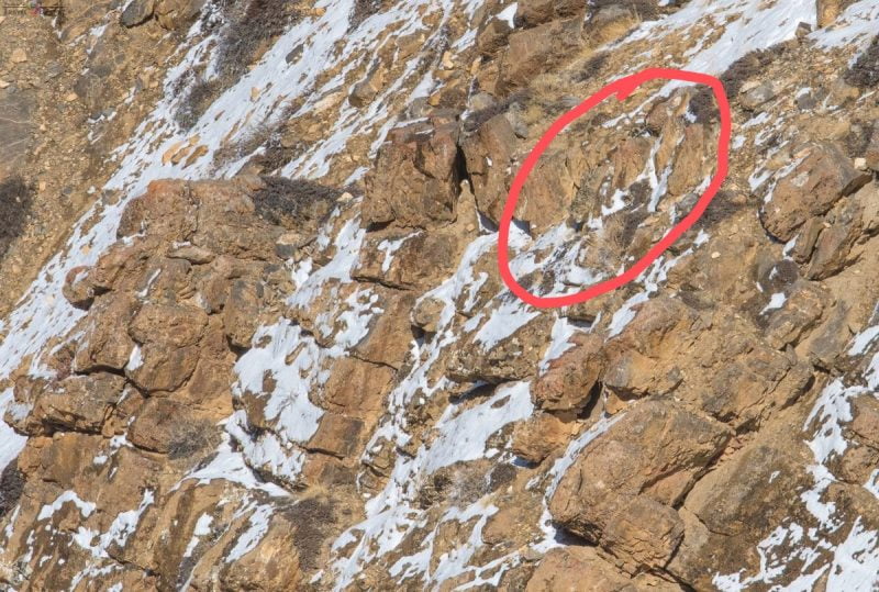 Snow leopard on mountain is hard to see