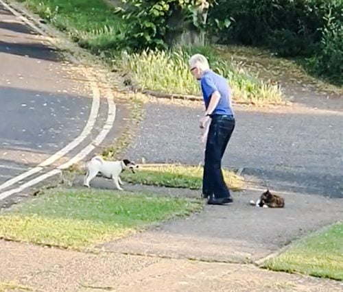 Very old man struggles to protect his cat on the sidewalk from a marauding little dog