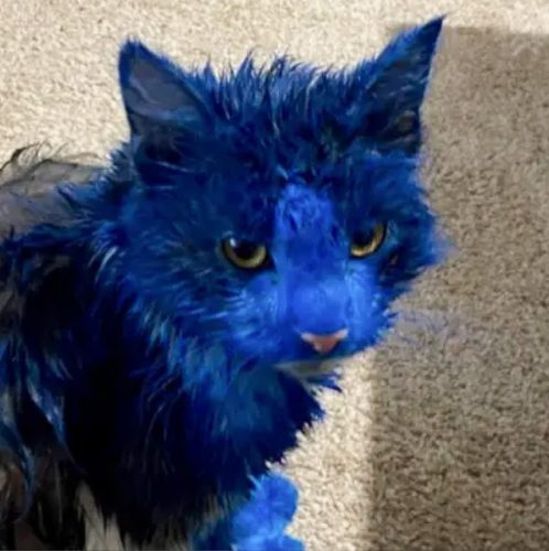 Western Australia domestic cats painted blue by unknown person