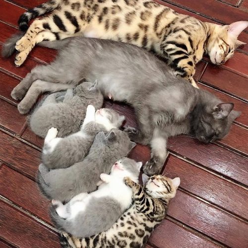Domestic cat family sleeps. This is a Bengal male with a gray female and their mixed litter