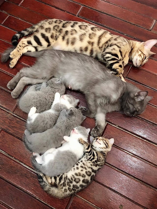 Domestic cat family sleeps. This is a Bengal male with a gray female and their mixed litter