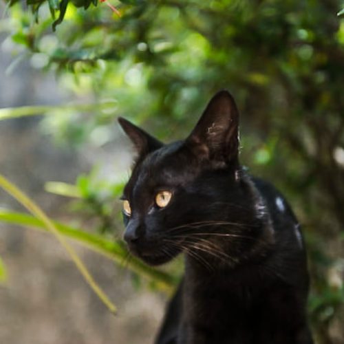 Black cat superstition in Kenya leads to cat cruelty