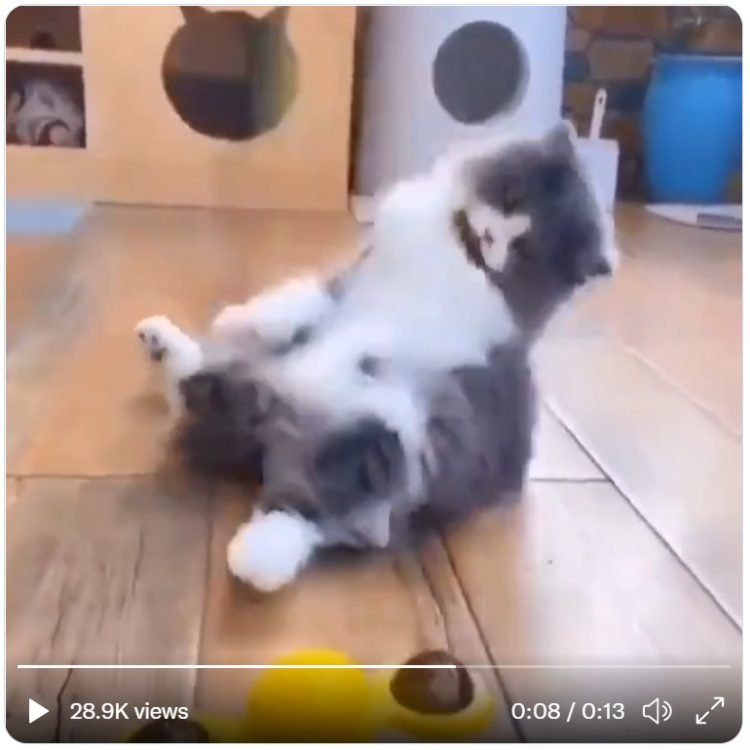 Cat watches spinning toy and becomes dizzy and falls over