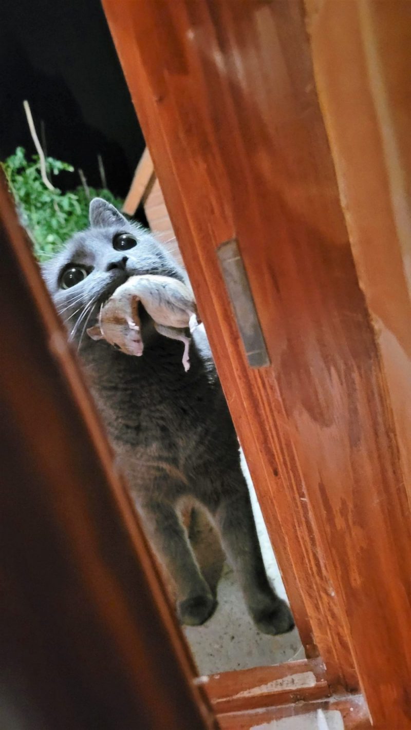Cat with mouse at door locked out as forbidden to bring prey animals in