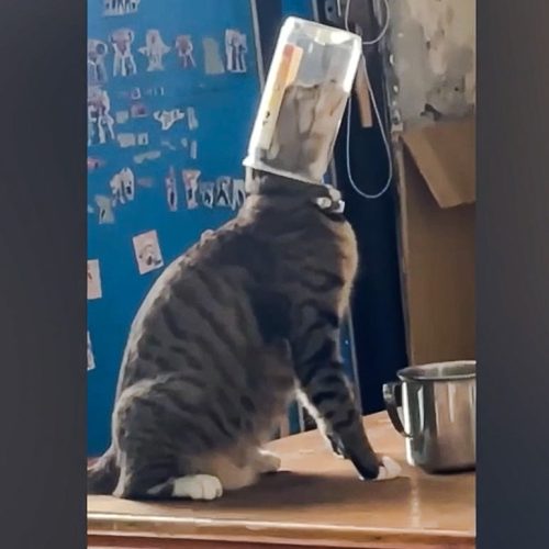 Cats don't understand the potential for getting their head stuck in a jar or can
