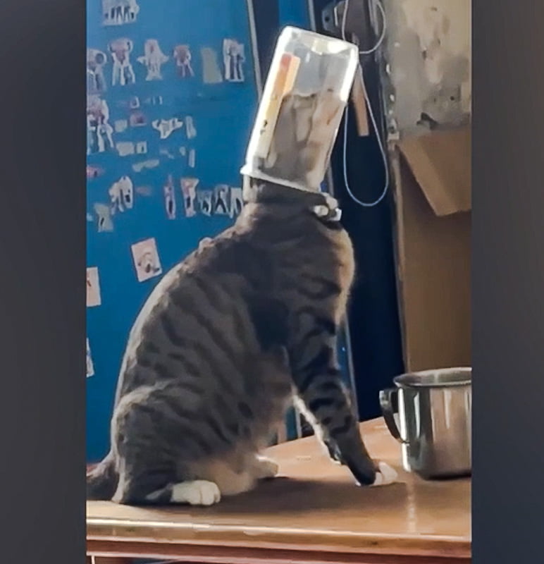 Cats don't understand the potential for getting their head stuck in a jar or can