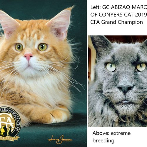 Comparison CFA Grand Champion Maine Coon versus Maine Coon bred to an extreme