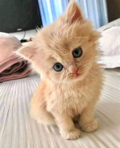 Curious and seriously cute kitten