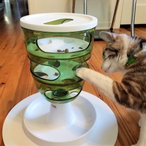 Domestic cat uses an interactive puzzle feeder