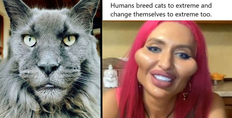 Humans breed cats to extreme and change themselves to an extreme too