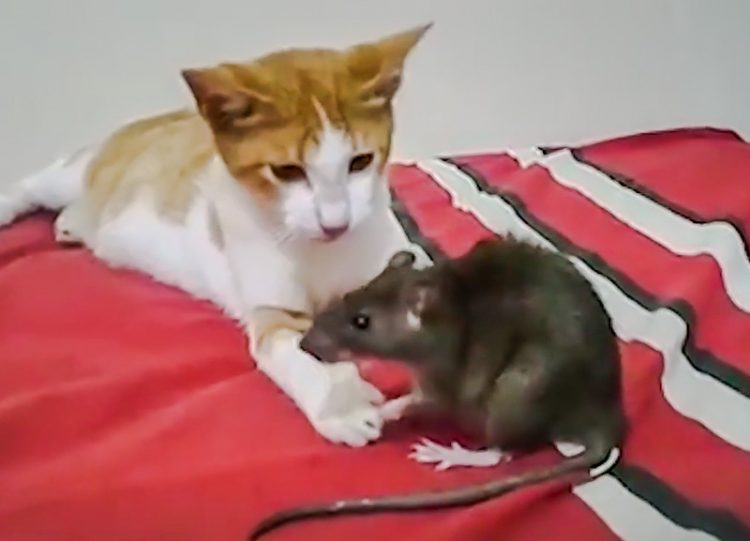 Is it bizarre that a cat makes friends with a rat? No.