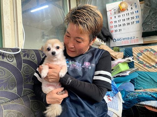 Kim Gea-yeung, manager of an animal shelter for abandoned dogs and cats, holds Jin-hui, a five-year-old Pomeranian dog, who was rescued from under the ground, in Anseong, South Korea,