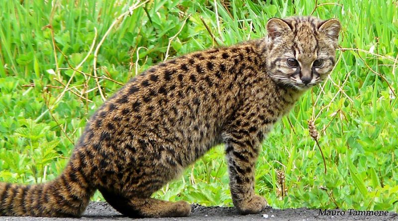 Leopardus guigna - Kodkod.