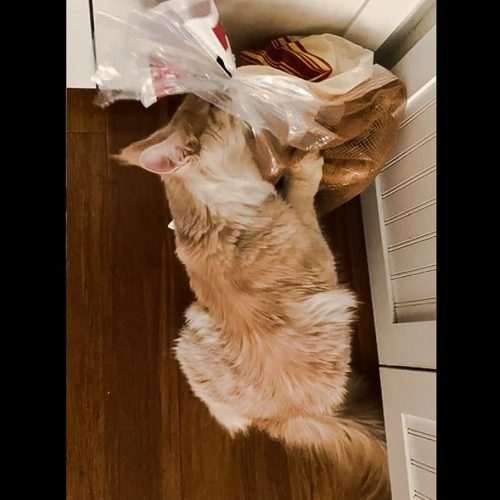 Maine Coon licks and chews plastic bag full of potatoes