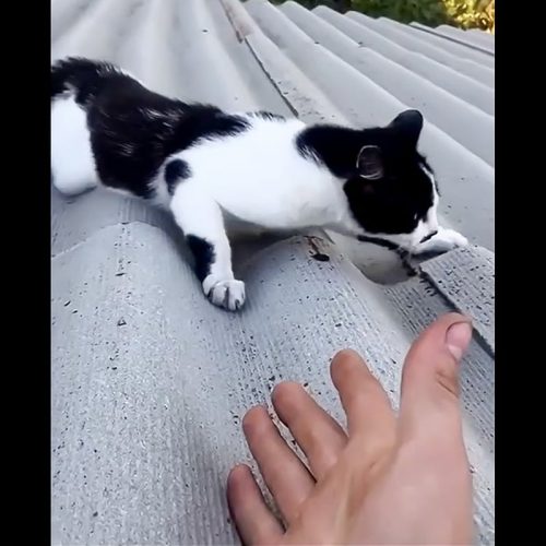 Man rescues cat from a slippery roof