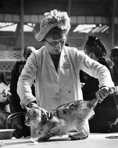 Mrs AH Cattermole examines Sealeigh Grey Knight at the Crystal’s cat show at Olympia, London, in 1950.
