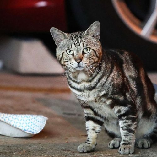 Nova Southeastern University community cat is fed