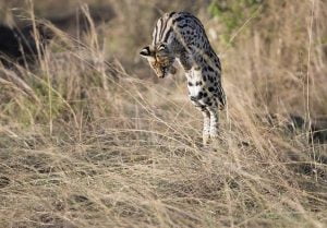 Serval jumping onto prey