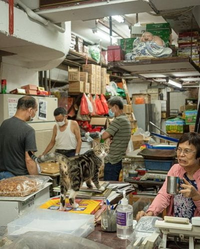 Shop cats of China
