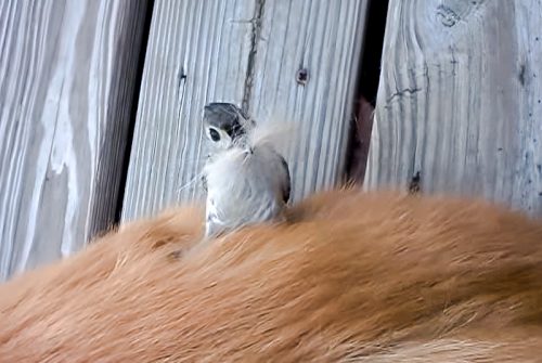Titmouse plucks fur from a dog