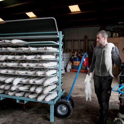 Millions of minks were gassed because the Danish authorities were fearful that they'd spread the disease to people