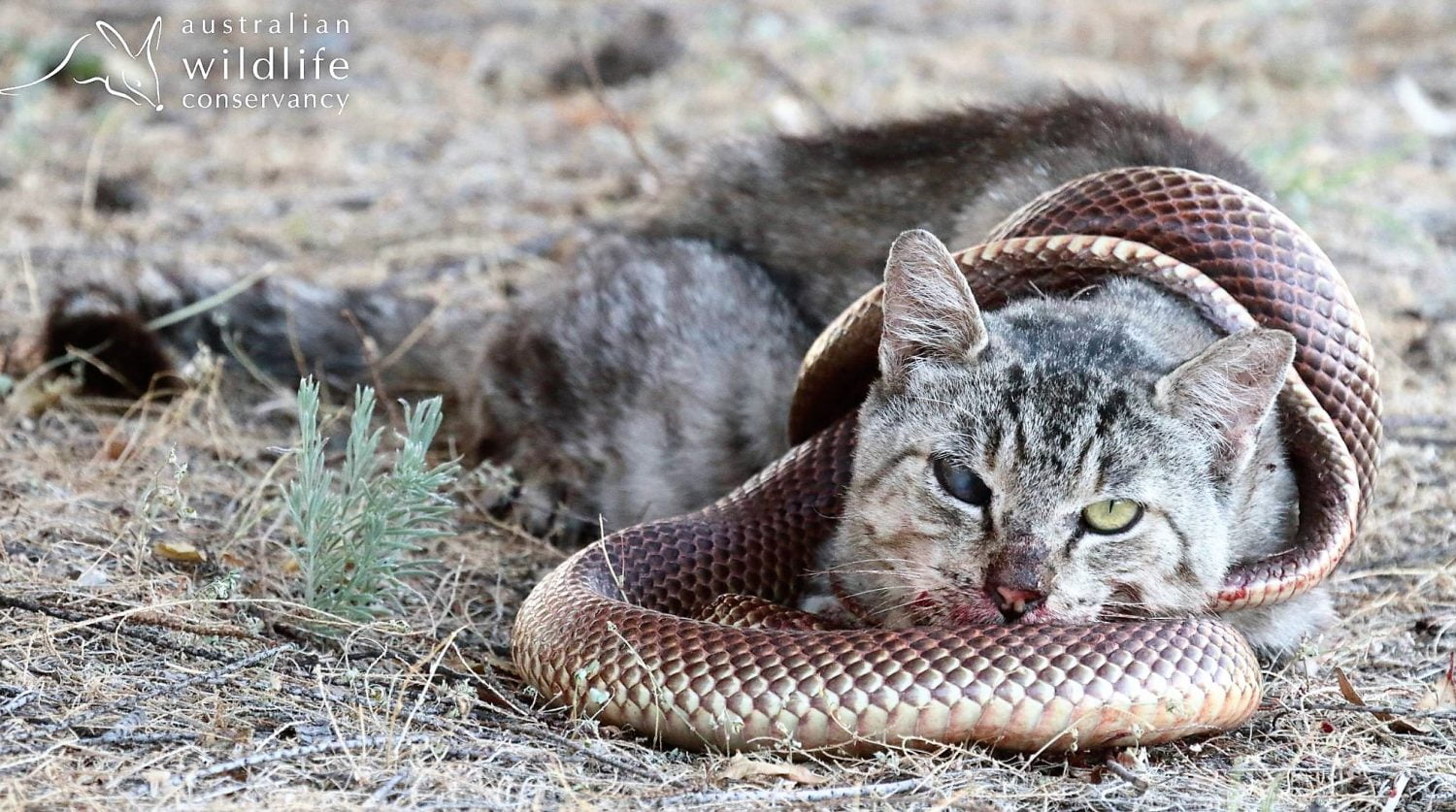 Australian feral cat kills a venomous mulga snake