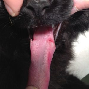 Base of a cat's tongue cut by a small rubber band that she had tried to eat